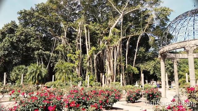 Visit Sarasota County: Ringling Rose Garden смотреть онлайн