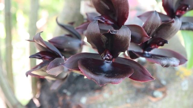 Monnierara Millennium Magic 'witchcraft'AM/AOS