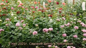 Для всех любителей сиренево - лилового  и фиолетово - голубого цвета. Роза Билона - Bilona (NIRP)
