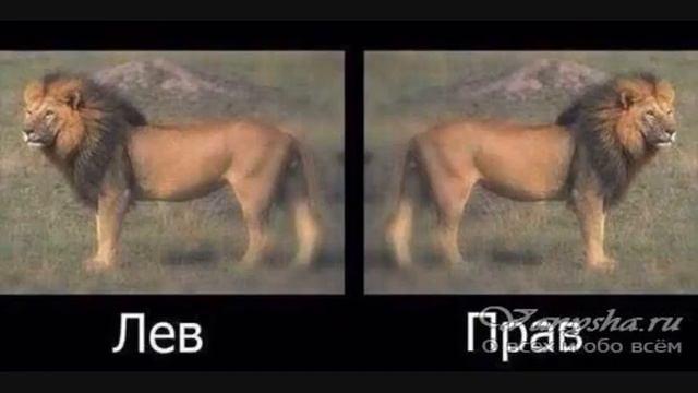 Альбина Кармышева Тударак-сюдарак (мемы) смотреть онлайн