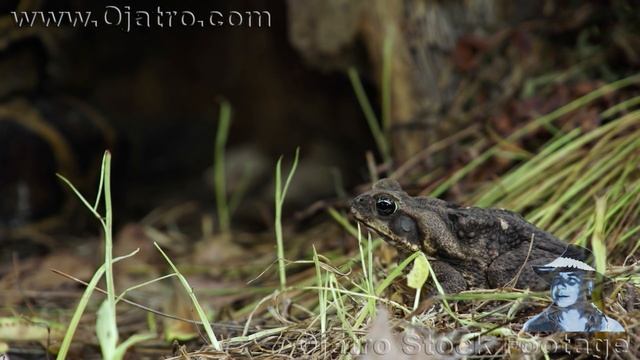 Python vs Killer Toad 04 Reverse смотреть онлайн