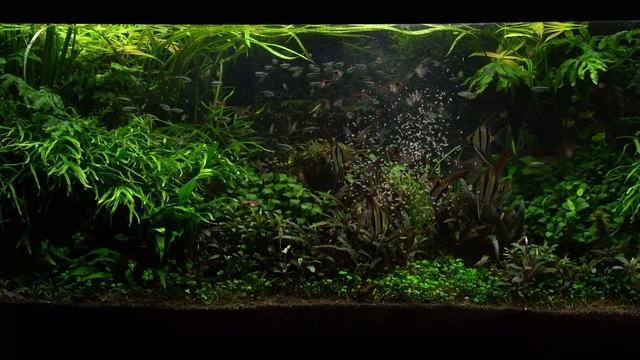 XXL Nature Aquarium - 3 Meter Aquascape | Liquid Nature On Tour