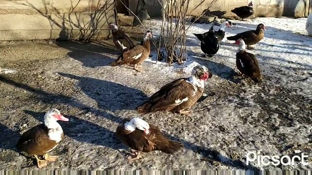 ИНДЮКИ, УТКИ и остальное хозяйство смотреть онлайн
