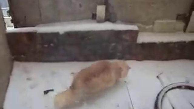 кот на снегу смотреть онлайн