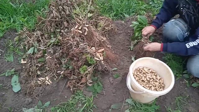 Созрели арахис и картофель. Прекрасный урожай ? смотреть онлайн