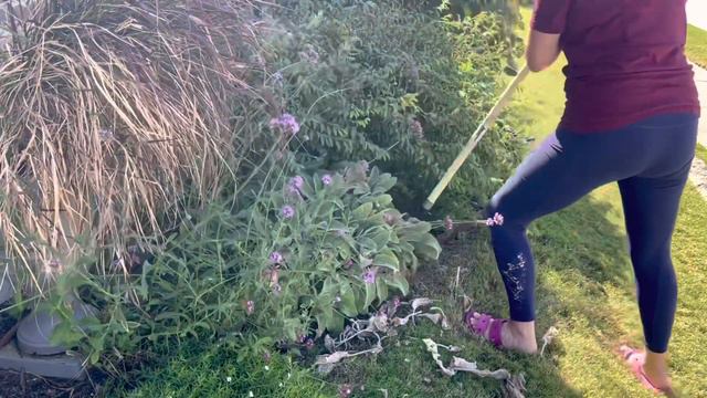 Planting Foxglove & Campanula 🌱 || Dividing Perennials || Pruning Boxwood || Fall Garden || Zone 8 смотреть онлайн