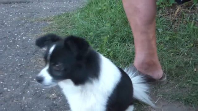 Поющий Пёс смотреть онлайн