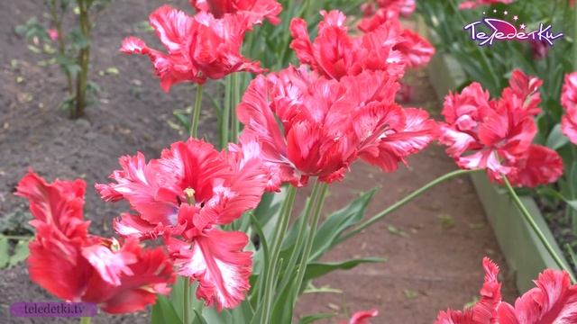 Ботаническая экскурсия в Летнем саду смотреть онлайн