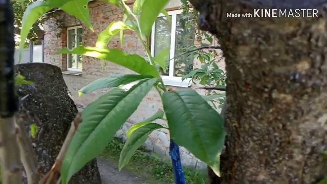 Результат прививки персика на сливу смотреть онлайн