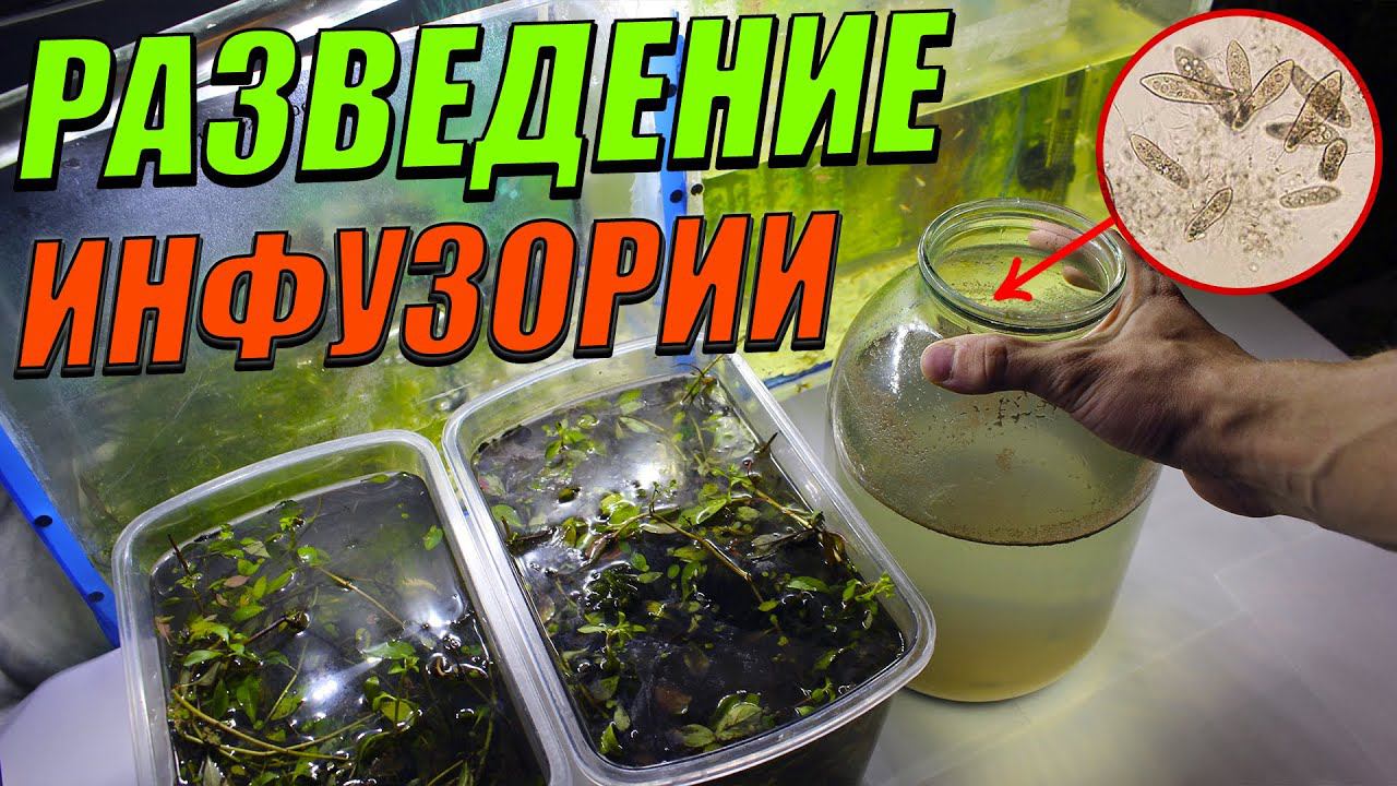 Разведение инфузории туфельки в домашних условиях! смотреть онлайн
