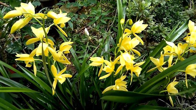 YELLOW CYMBIDIUM || ABLOOM IN OUR GARDEN || BAGUIO CITY || PHILIPPINES смотреть онлайн