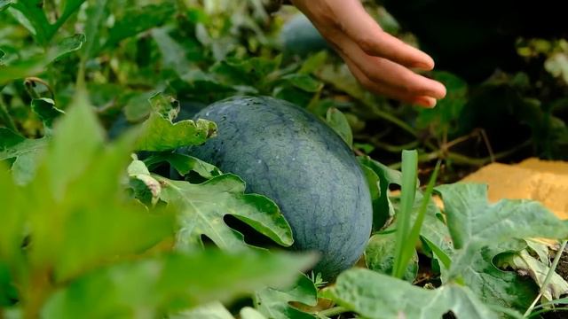 Full Video 2 Years Of Building A New Life | Build A Spacious Wooden House, Raise 300 More Chickens