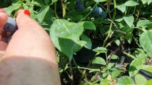 PBR Голубика высокорослая Калипсо (Vaccinium corymbosum Calypso)