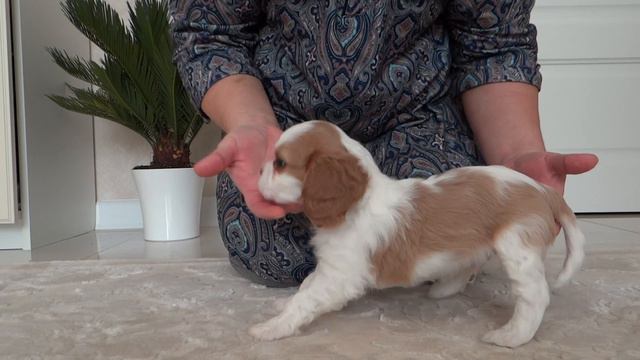 Щенок кавалер кинг чарльз спаниель