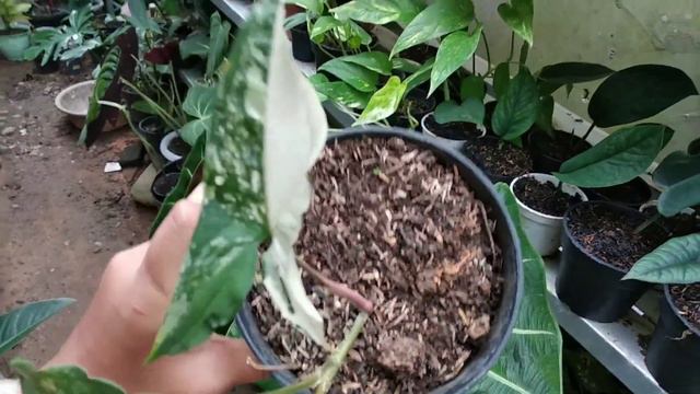 Cara Merawat Syngonium Variegata #syngoniumplantcare смотреть онлайн