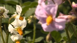 Сроки посадки картофеля в июне. Благоприятные дни, рекомендации. Сажаем картошку для хорошего урожа