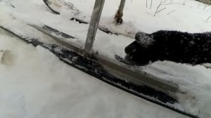 Самодельные сани для мотособаки