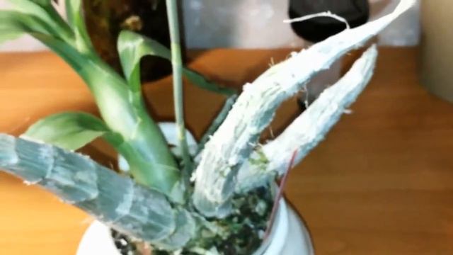 Catasetum Charlesworthii / Ornitholdes