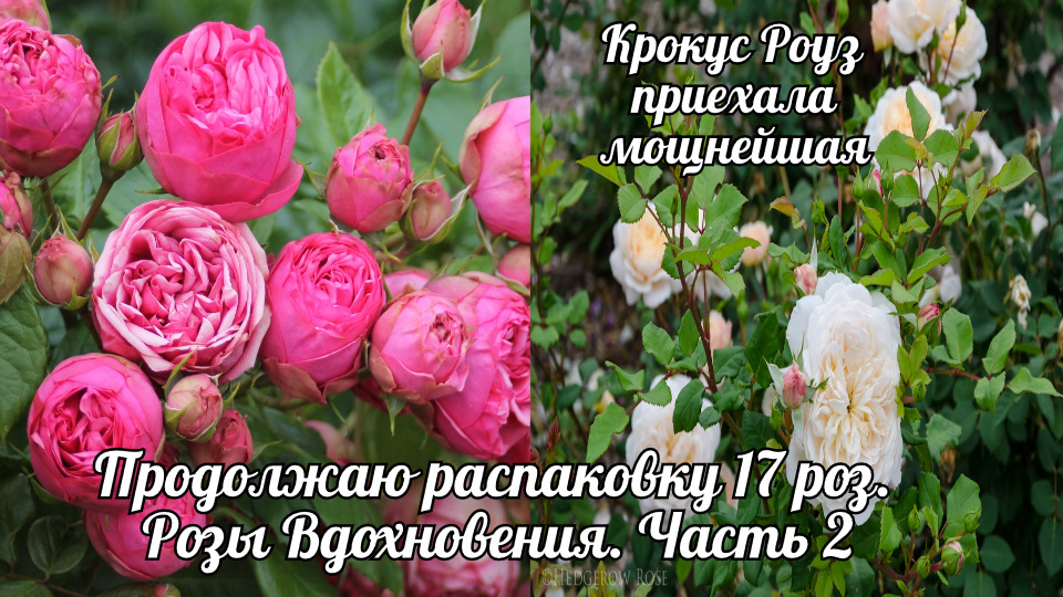 Продолжаем распаковку посылки из 17 роз. Розы Вдохновения. Часть 2 смотреть онлайн