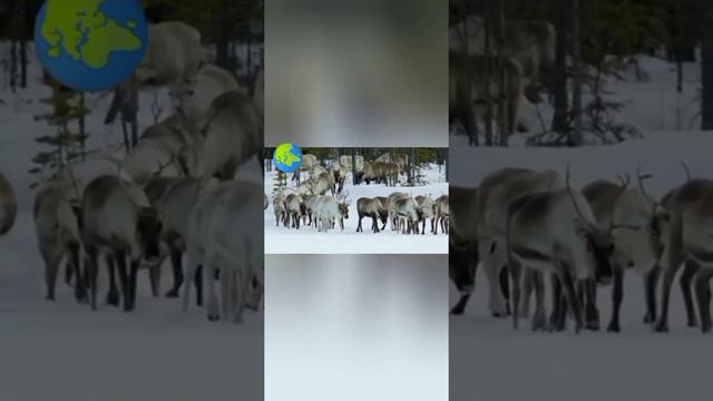 мир животных часть 2 смотреть онлайн