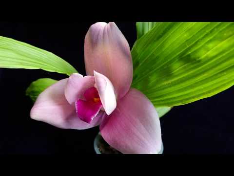 Моя ликаста от Abou.mp4