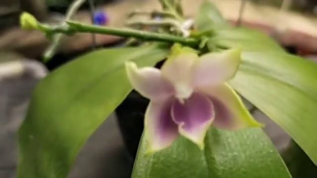 Phalaenopsis Mentawaiensis Coerulea Mutation Flower