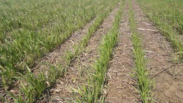 21.04.2019. Обзор широкорядных NO-TILL посевов рапса , ячменя и озимой пшеницы смотреть онлайн