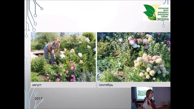 Красивая дача. Гортензии #экодача смотреть онлайн