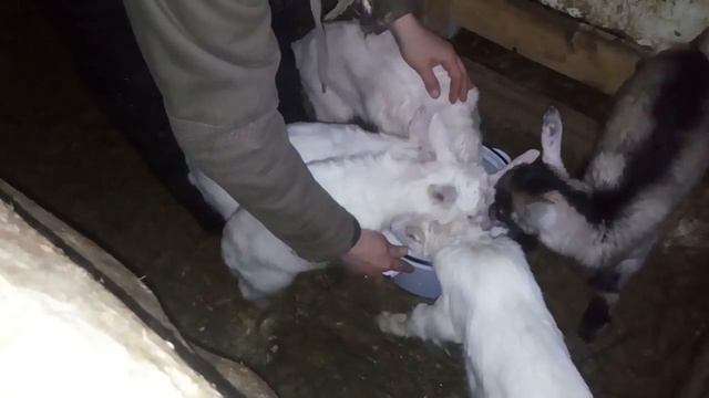 Кормление козлят с миски Отлучение козлят от матери//Feeding kids from a bowl смотреть онлайн