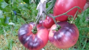 Томат? Аметистовая Драгоценность  Amethyst Jewelry.