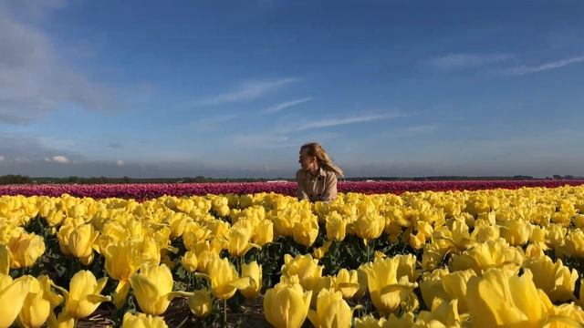 Поля тюльпанов в Голландии. Лиссе. Кёкенкоф. смотреть онлайн
