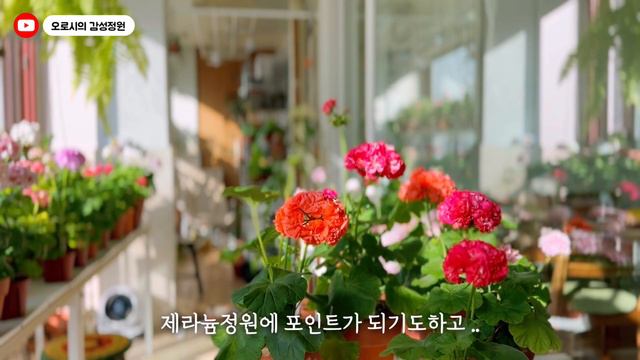 제라늄 예쁘게 키우는 가장 중요한 팁 & 꼭 키워봐야할 한국제라늄 소개하기 🌸 #pelargonium #flower #geranium 🪴[오로시의감성정원] смотреть онлайн