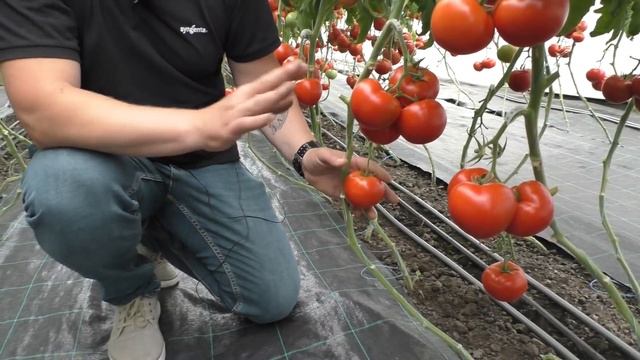 Два листа на томате, которые никогда не нужно удалять. Формировка томата. смотреть онлайн