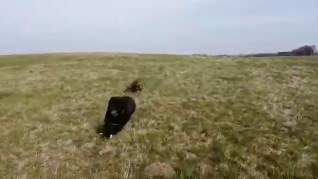 СУРДАН КАРАШ НАДИН (2,5 года, Калининград) - видео от владельцев смотреть онлайн