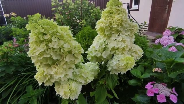 Цветут метельчатые гортензии ? Меджикал Монблан, Геркулес, Скайфолл и др.Красота??? смотреть онлайн