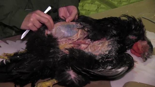 Как делать чучело смотреть онлайн