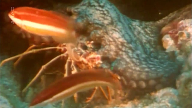 360 Geo - Tunisie, Le Secret Des Pecheurs De Poulpes (2011)