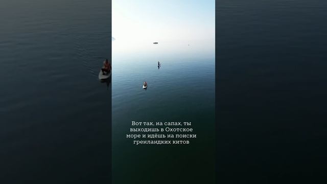 Полярные киты в Охотском море смотреть онлайн