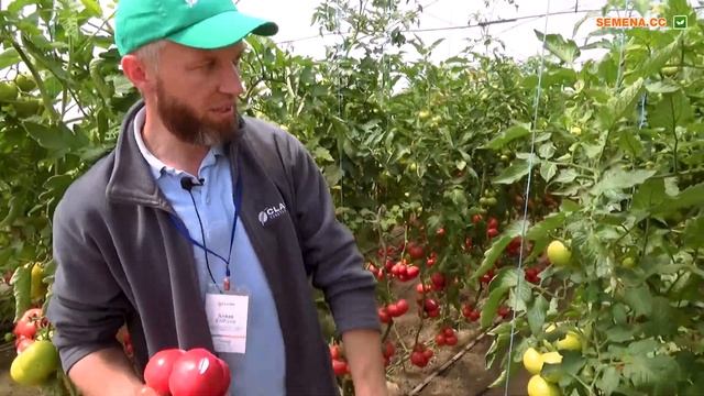 Томат Панамера. Видео, описание, отзывы. Где купить в небольшой фасовке смотреть онлайн