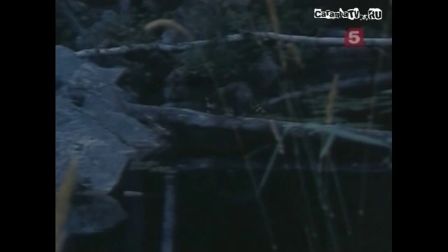 Сarambatv. Енот смотреть онлайн