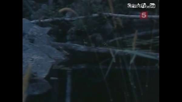 Сarambatv. Енот