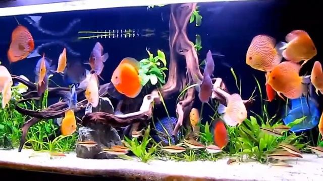 Аквариумы в Курске смотреть онлайн