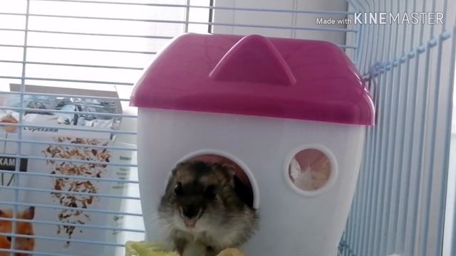 Хомячка Муся чем питается и где живёт? смотреть онлайн