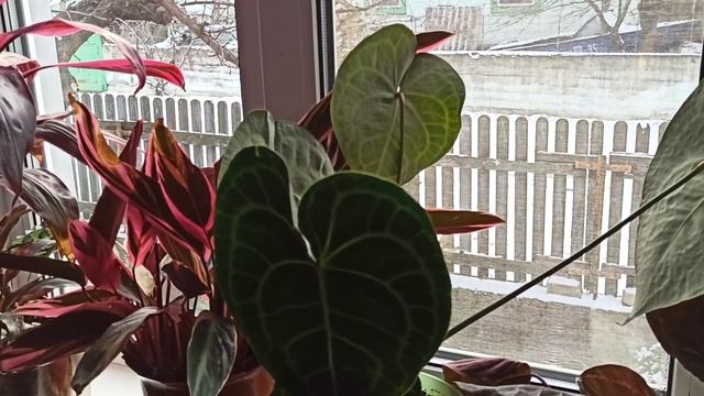 Где вы обрабатываете растения зимой??