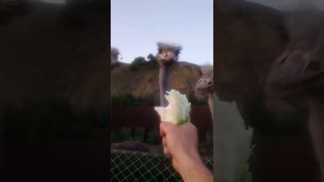 Проголодались страусы смотреть онлайн