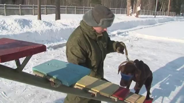 Собаки служат в армии смотреть онлайн