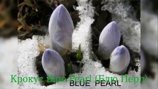 Crocus Blue Pearl (Крокус Блю Перл) смотреть онлайн