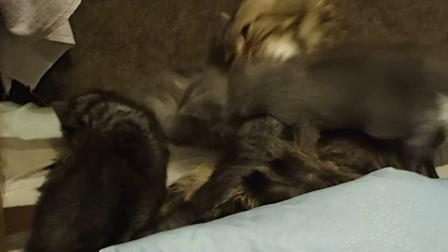 Сибирская кошка. Котятам 24 дня. смотреть онлайн