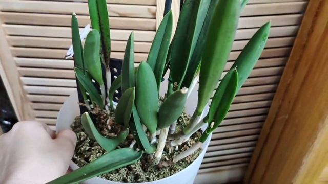 Брассавола, которая меняет цвет. В гостях у Надежды. Bc Jairak Finch, Taiwan Mermaid и Phragmipediu смотреть онлайн