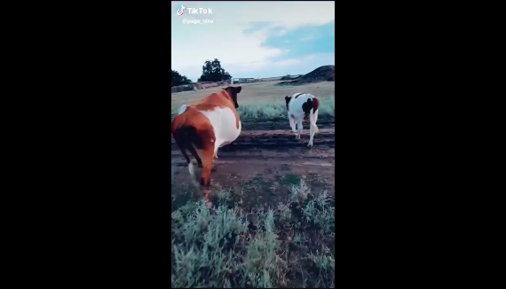 Самые забавные видео